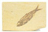 Detailed Fossil Fish (Knightia) - Wyoming #373726-1